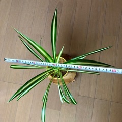 観葉植物　斑入りオリヅルラン の画像