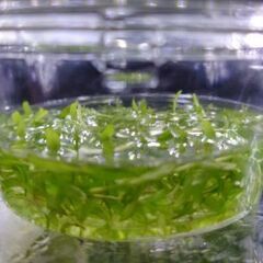 国産パールグラス⑤　1カップ～　無農薬　熱帯魚、金魚、メダカ、エビなどの水槽に　水草の画像