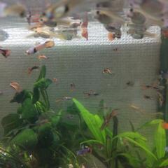 【🐠🤗🐠】グッピー 成魚10匹530円～