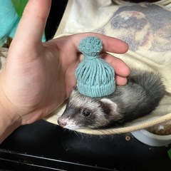 里親様を募集です