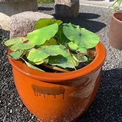 メダカ、金魚、睡蓮鉢　
