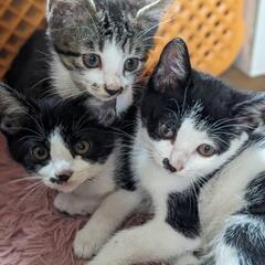【里親募集】ハチワレ・キジシロの兄妹猫（3匹）