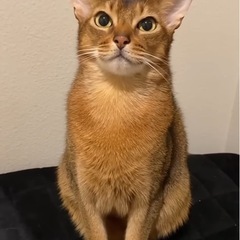 夜カラオケ行ける人募集〜