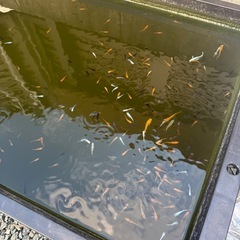 ミックスメダカ
