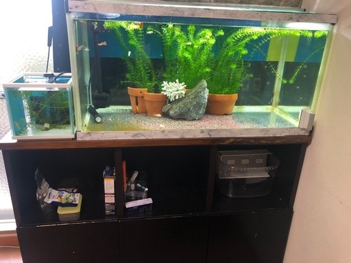 即決限定値下げ熱帯魚、水槽、爬虫類、アロワナ