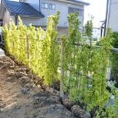 キンマサキ（生垣用）24本セットの画像