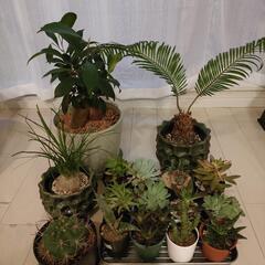 観葉植物