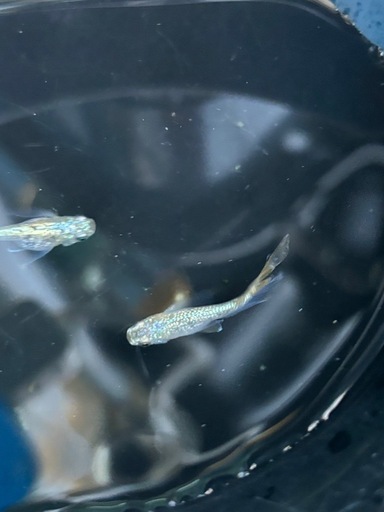 即日発送 不知火フチカメダカ 水俣のその他の中古あげます (エルエス) その他