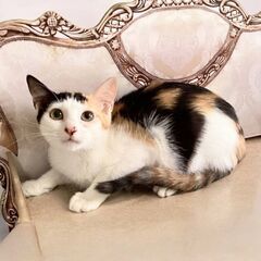 ９月16日（月）㊗️祭日　㊗️三鷹で猫の譲渡会㊗️ミケの女の子生...