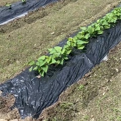 サツマイモ