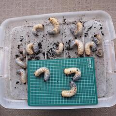 お話し中。カブトムシの幼虫の画像