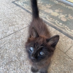長靴を履いた猫