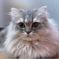 ミヌエット3歳の女の子