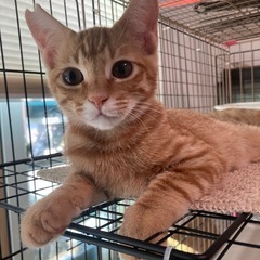 茶トラ子猫