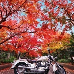 ドラッグスター400クラッシックの画像