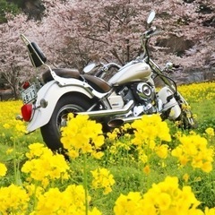 ドラッグスター400クラッシックの画像