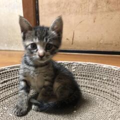 生後２ヶ月の男の子😽ご家族に迎えてください😽