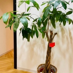 10年見守ってくれたパキラ(観葉植物)※9/13までのご連絡、お...