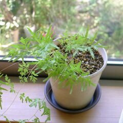 カニクサ、お部屋の観葉植物です