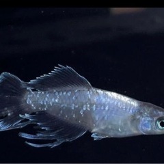 スペード黒タイプ稚魚5匹
