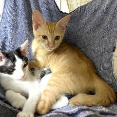 in岡崎市☆子猫たくさん！保護猫をオウチに迎えよう☆2024年9...