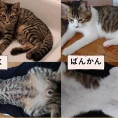 【迷子猫】藤沢市で猫を探しています