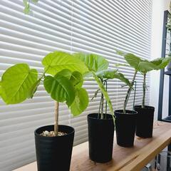 ◼️フィカスウンベラータ◼️3.5号鉢　観葉植物