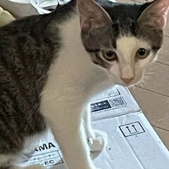兄弟の1匹前髪眉ぱっつんの2～3歳の颯汰（そうた）くん