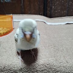 クリームハルクイン