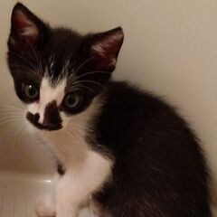 生後1か月半過ぎ　黒シロ子猫里親さん募集します🐈