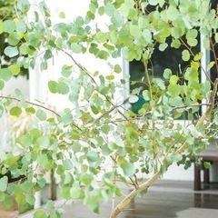 一緒にカフェ行きませんか。