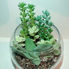 多肉植物　寄せ植え　そのまま飾れる