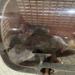 産まれたて‼︎子猫ちゃん‼︎