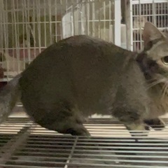 マンチカン、足短い