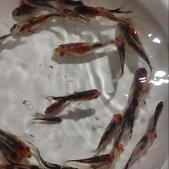 金魚すくい  道の駅 平成 - イベント