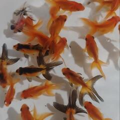 金魚すくい  道の駅 平成 - フリーマーケット