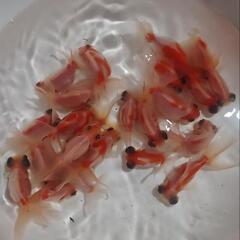 金魚すくい  道の駅 平成 - 関市