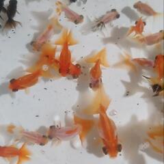 金魚すくい  道の駅 平成 − 岐阜県