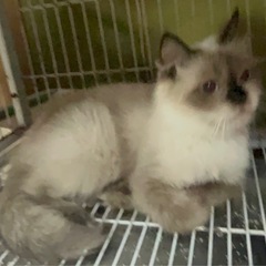 ヒマラヤンシルーポイント