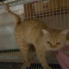 マンチカン、足が長い