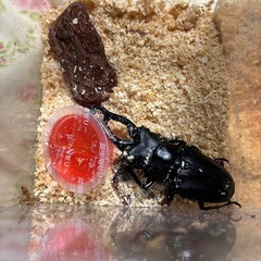 ギラファノコギリクワガタ　　ペア