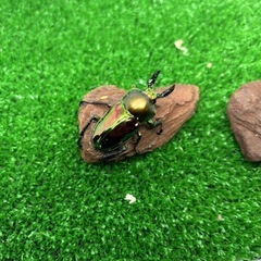 ニジイロクワガタ　幼虫　