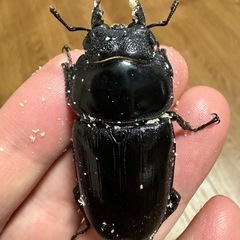 熊本産オオクワガタ　ペア　即ブリ
可能の画像