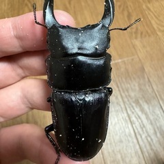 熊本産オオクワガタ　ペア　即ブリ
可能