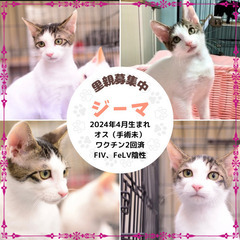 キジ白　子猫　人が好き