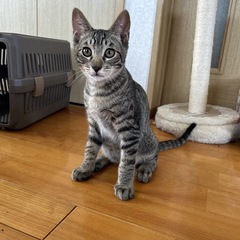 キジトラ5ヶ月（男の子）