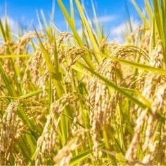 山口県のコシヒカリの中古が安い！激安で譲ります・無料で