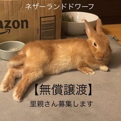 【無償譲渡】 子うさぎ里親さん募集！ ネザーランドドワーフ