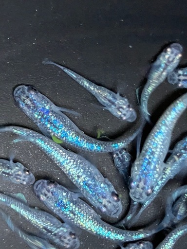 サファイア　メダカ　稚魚〜若魚　２０匹