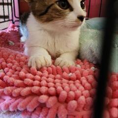 里親決定‼️里親募集中の子猫ちゃん達